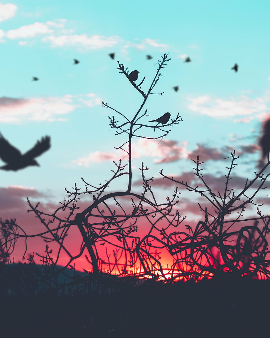 silhouette of flight of birds and bare trees, clouds, sky, plant HD wallpaper
