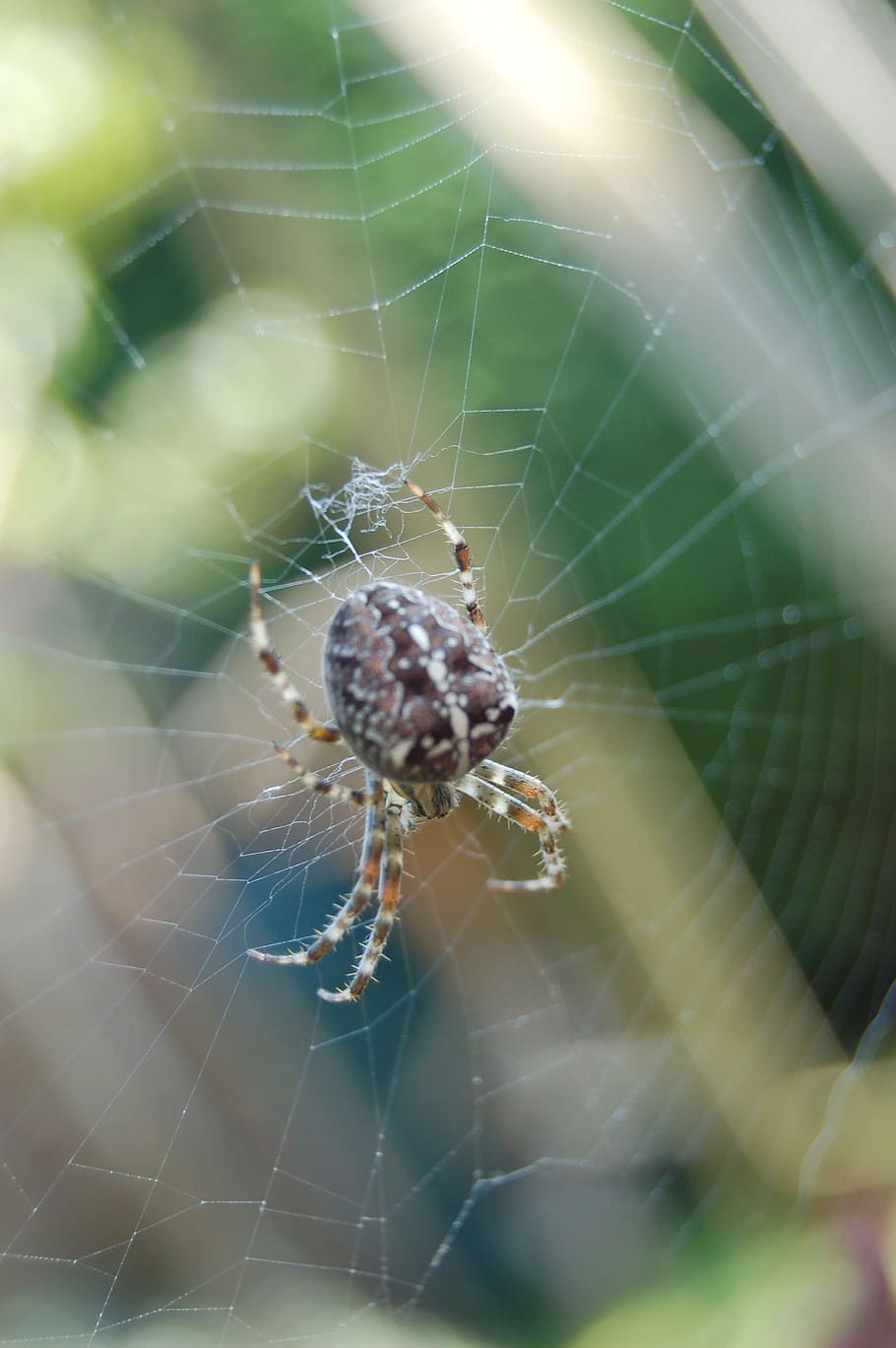 spin, web, garden spider, cobweb, web spiders, bug, arachnida