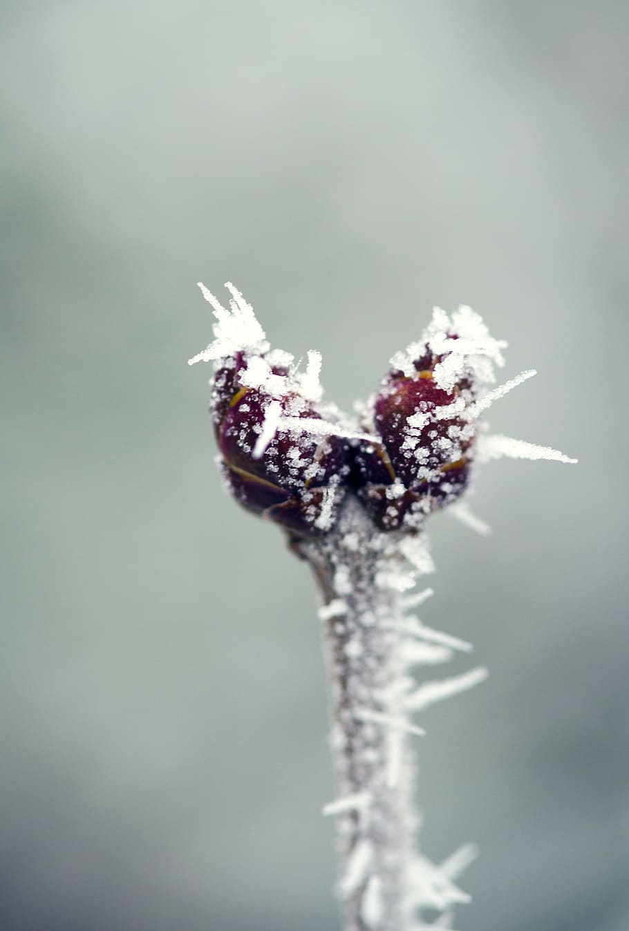 macro, nature, winter, snow, white, bud, cold temperature, frozen HD wallpaper