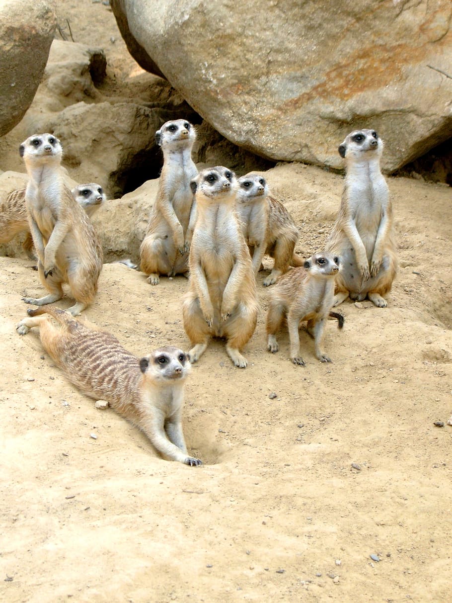 group of meerkats near rock, zoo, animal, sand, desert, attention, HD wallpaper