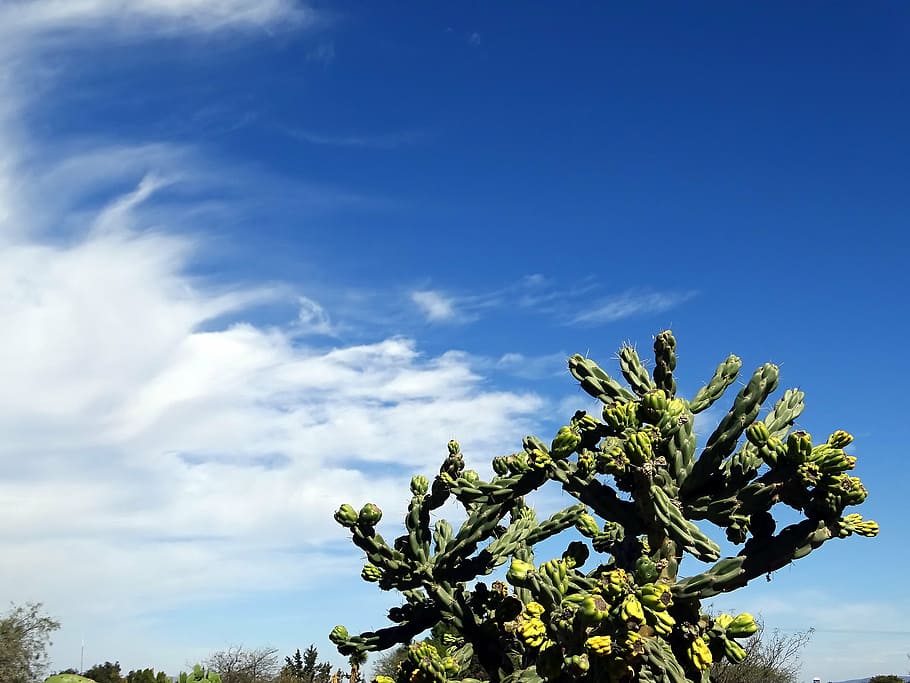 desert, cactus, sky, thorny, thorns, plants, desert plant, sting HD wallpaper