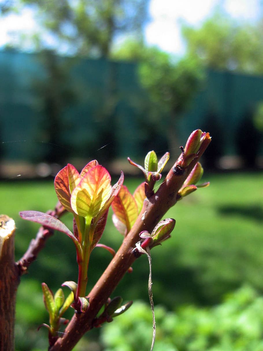 the puck, tree, cherry, spider web, garden, plant, flower, flowering plant HD wallpaper