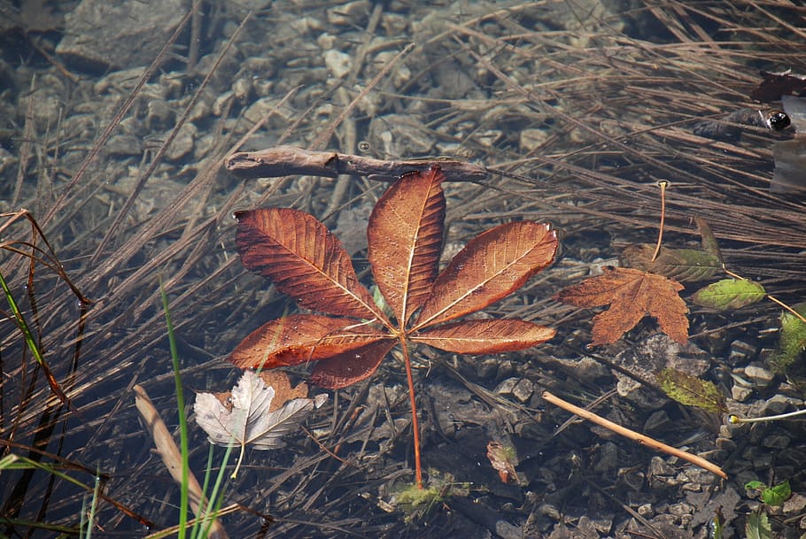 leaf, lake, autumn, water, plansee austria, plant part, nature HD wallpaper