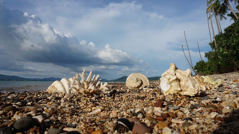 Shells, Beach, Tropical, day, cloud - sky, no people, outdoors HD wallpaper