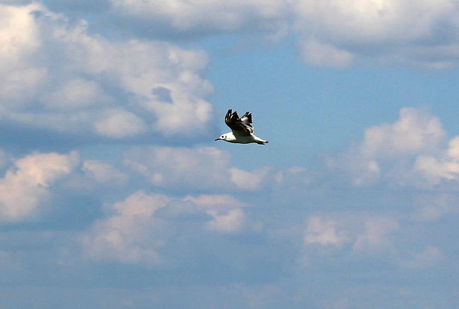 gull, flight, sky, clouds, clouds form, mood, flying, cloud - sky HD wallpaper