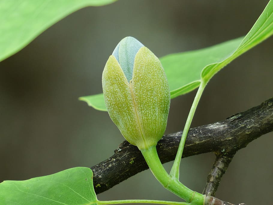 tulip tree, bud, go up, growth, liriodendron tulipifera, magnoliengewaechs HD wallpaper