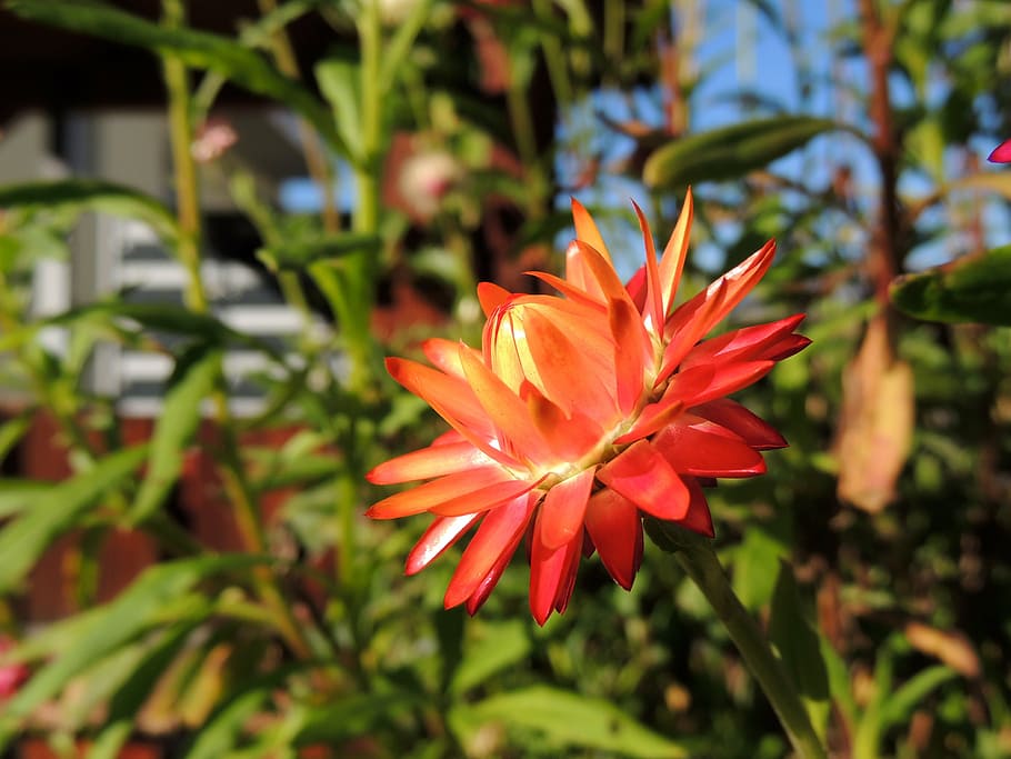 flower, blossom, bloom, red, half open, nature, macro, plant HD wallpaper