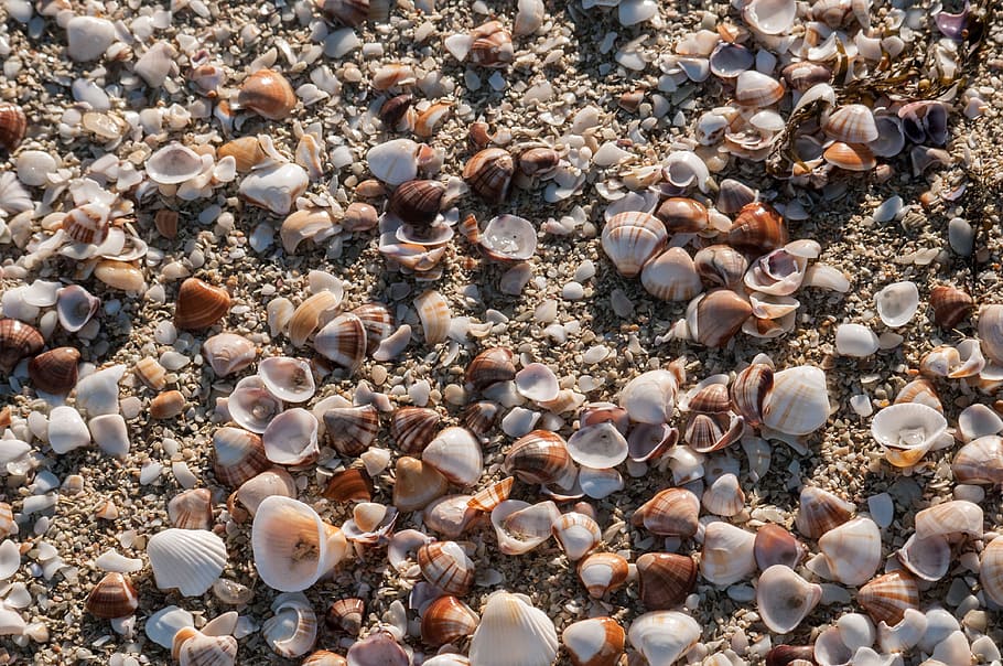seashells, beach, sea mollusks, tropical, coastline, sand, shore HD wallpaper