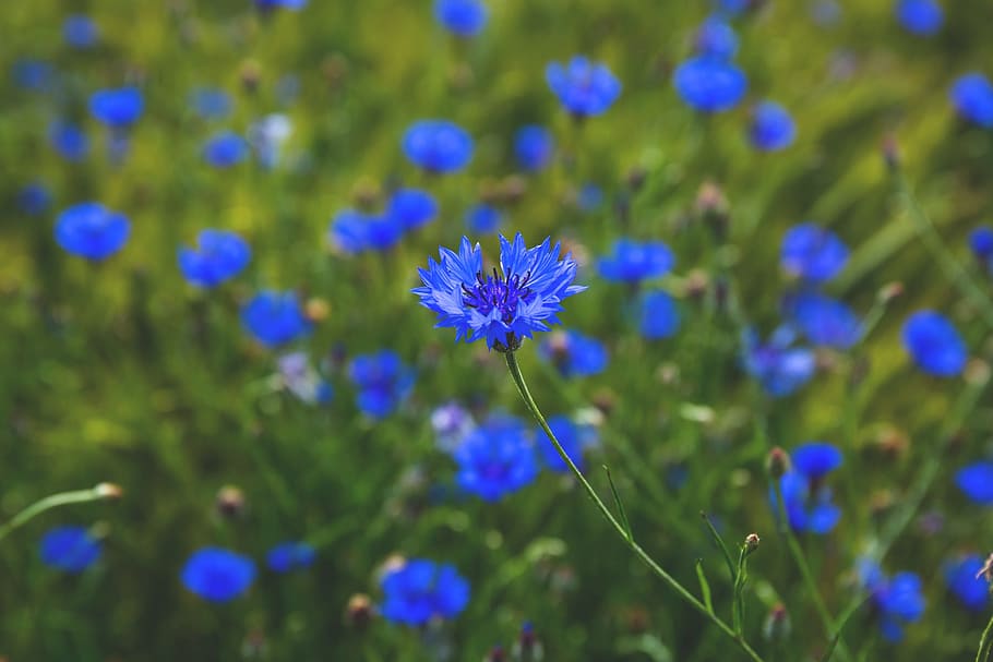 nature, blue, centaurea, cornflower, cornflowers, countryside HD wallpaper