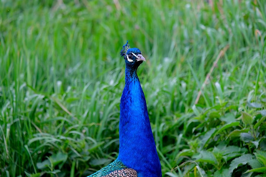 peacock, bird, pride, feather, nature, animal, blue, colorful HD wallpaper