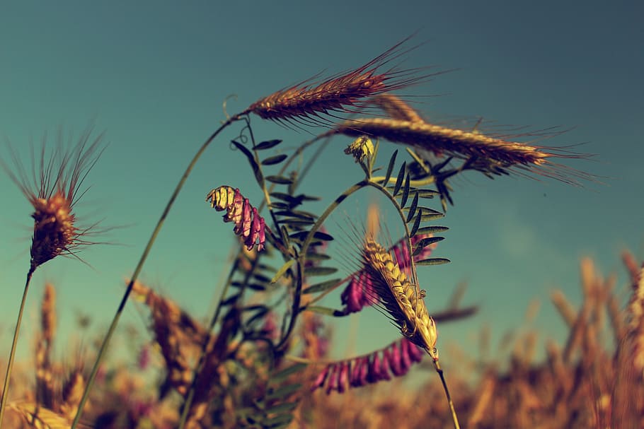 summer, field, harvest, plant, poland, agriculture, nature HD wallpaper