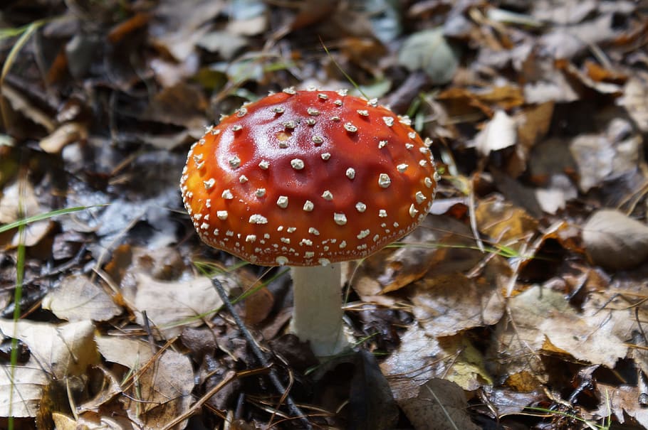 fly agaric, mushroom, autumn, toxic, fungus, fly agaric mushroom HD wallpaper