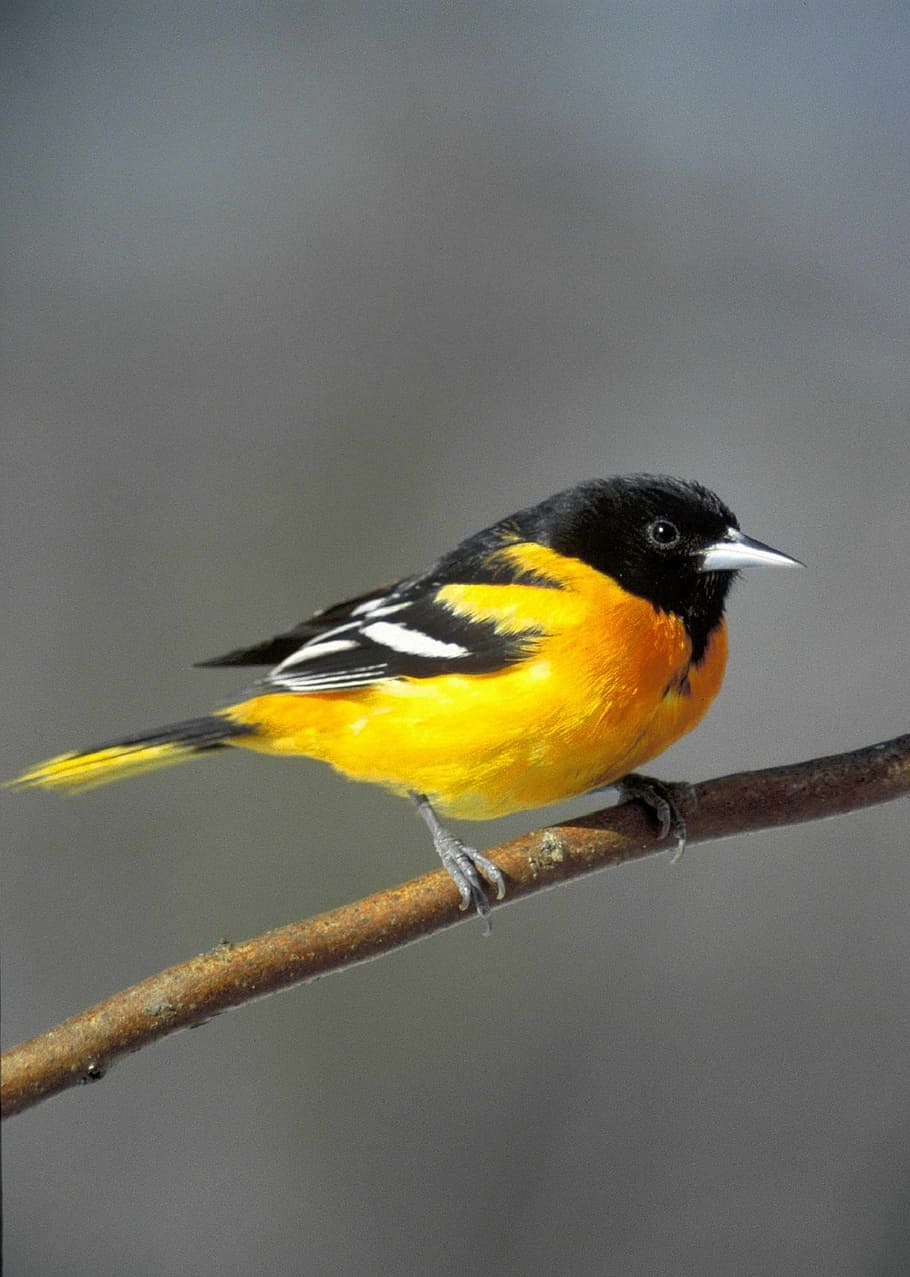 yellow and black bird perched on brown branch, baltimore oriole HD wallpaper