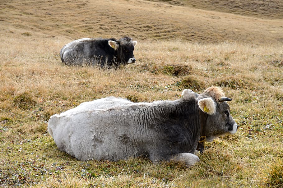 Cows, Pasture, Mountains, Holiday, hiking, grass, cattle, animal HD wallpaper