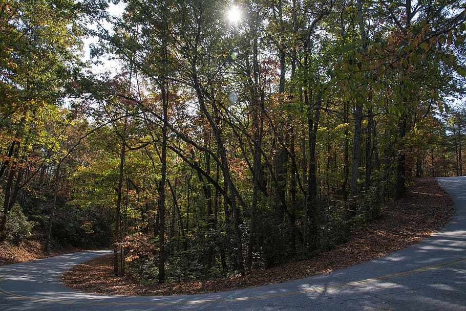 sunlight, tree, road, landscape, natural, park, forest, plant HD wallpaper