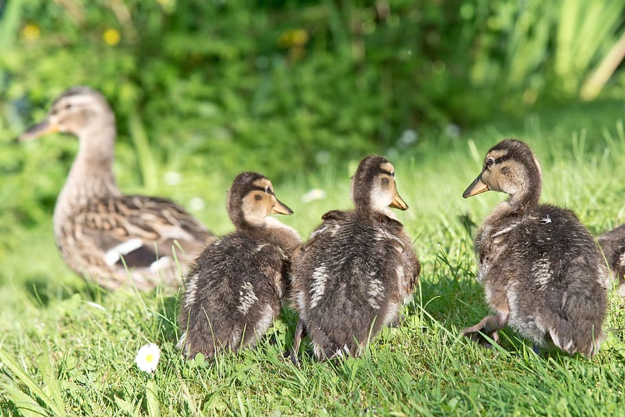 Ducks, Chicken, Water, Plumage, wildlife photography, water bird HD wallpaper