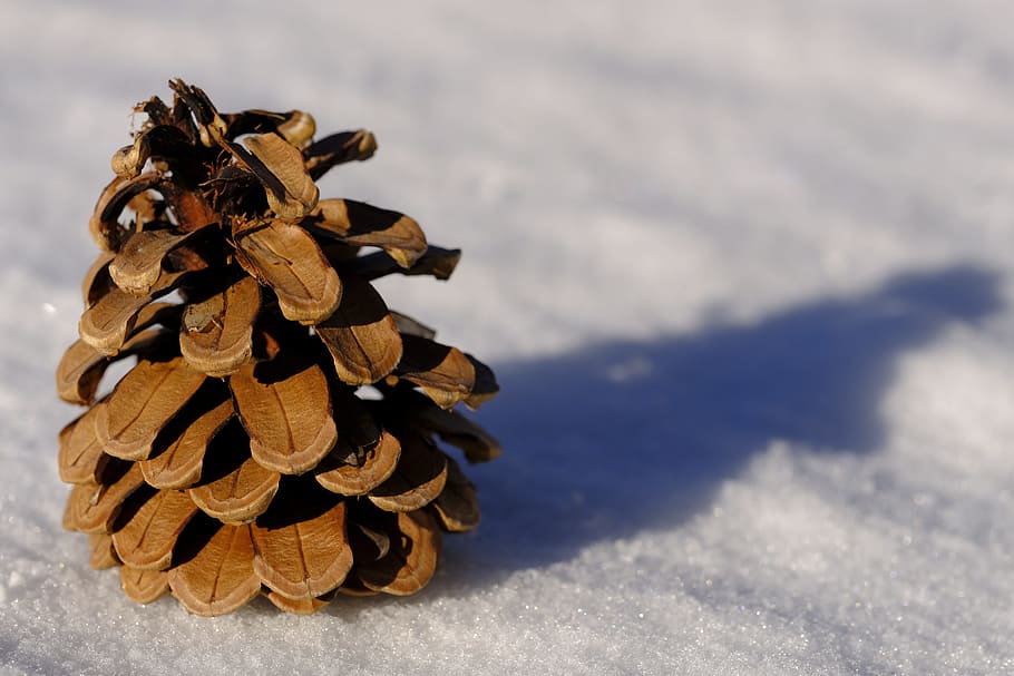 winter, snow, pine cones, larch cones, cold, background, nature HD wallpaper