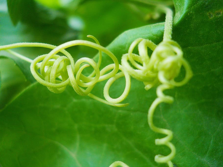 nature, macro, green, tropical, plant, leaf, natural, jungle HD wallpaper