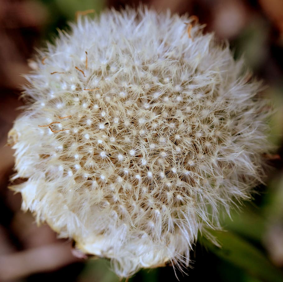 dandelion, down, white, plant, flower, flowering plant, close-up HD wallpaper