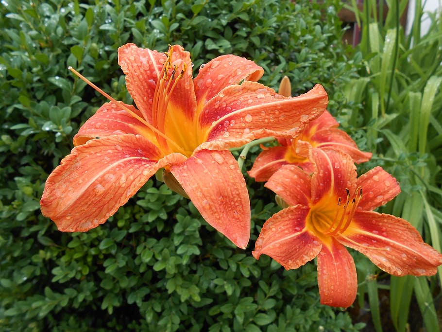 Daylily, Blossom, Bloom, Hemerocallis, drip, drop of water HD wallpaper