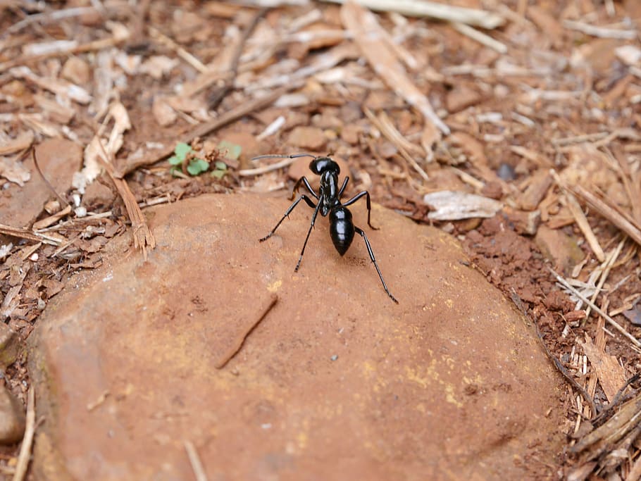 tiger ant, insect, black ant, big ant, iguazu fauna, natural park HD wallpaper