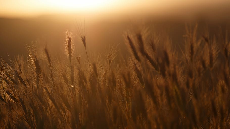 wheat during golden hour, shallow, focus, photography, brown HD wallpaper
