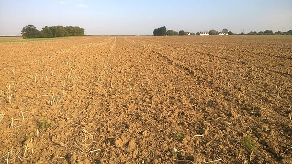green leafed plants, field, ploughed, suffolk, soil, crop, farm HD wallpaper