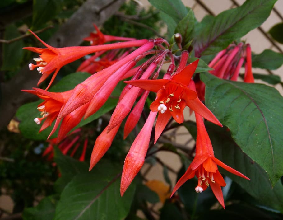 fuchsia, red, hanging, flowering plant, growth, beauty in nature HD wallpaper