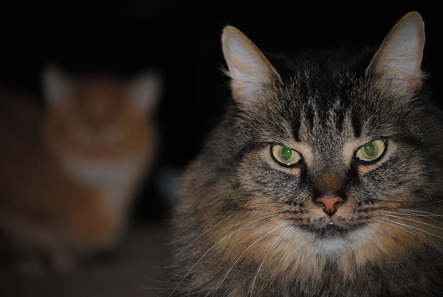 Cat, Face, Animal, Pet, Cute, Domestic, kitten, portrait, funny HD wallpaper