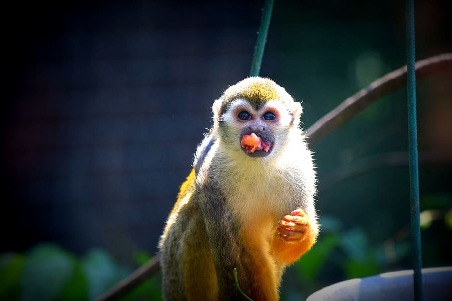 monkey, food, zoo, mammal, one animal, primate, focus on foreground HD wallpaper