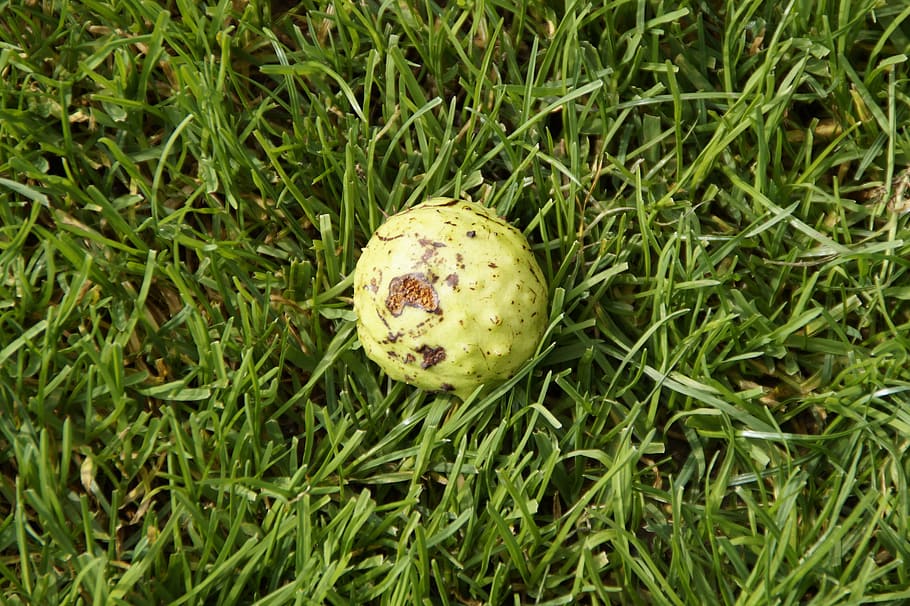 Chestnut, Grass, Meadow, autumn, fallen down, ripe, buckeye HD wallpaper