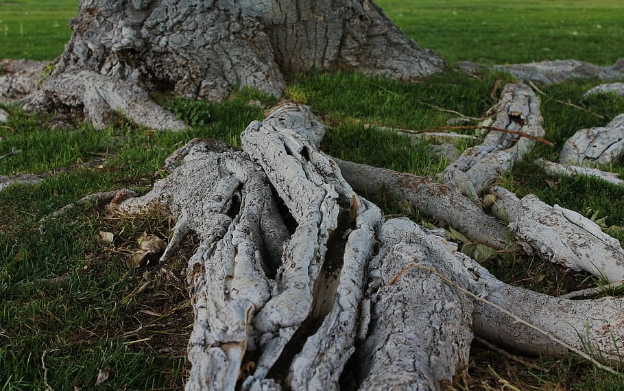 Tree Roots, Tree Trunk, tree with roots, growth, bark, nature HD wallpaper