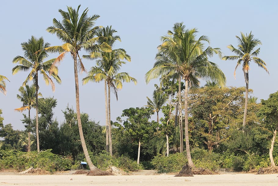 coconut trees, palm trees, beach, tropical, nature, landscape HD wallpaper