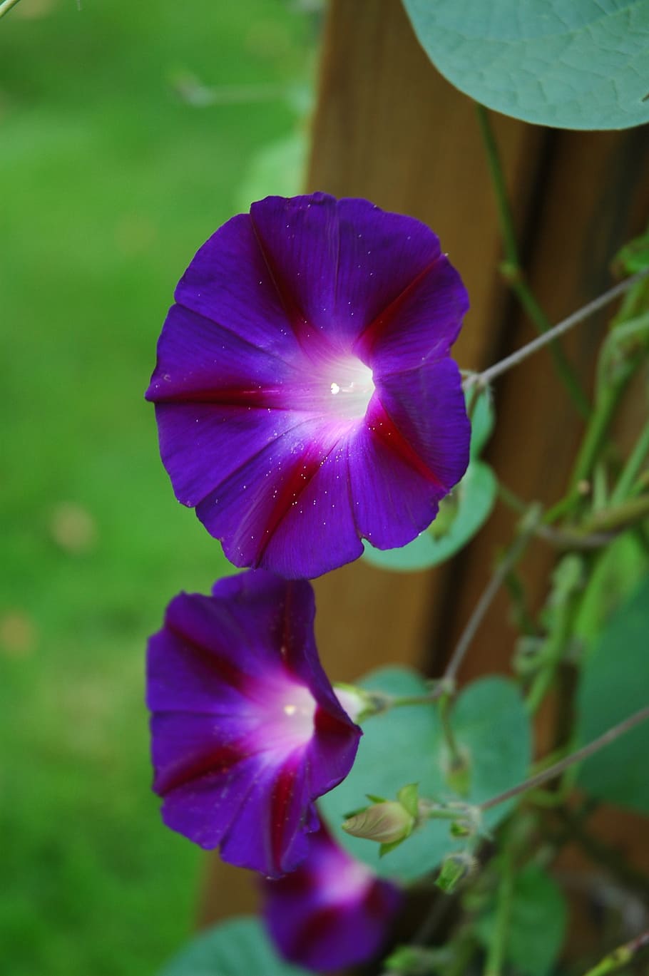flower, blue wind, violet, garden, blossom, bloom, winds, plant HD wallpaper