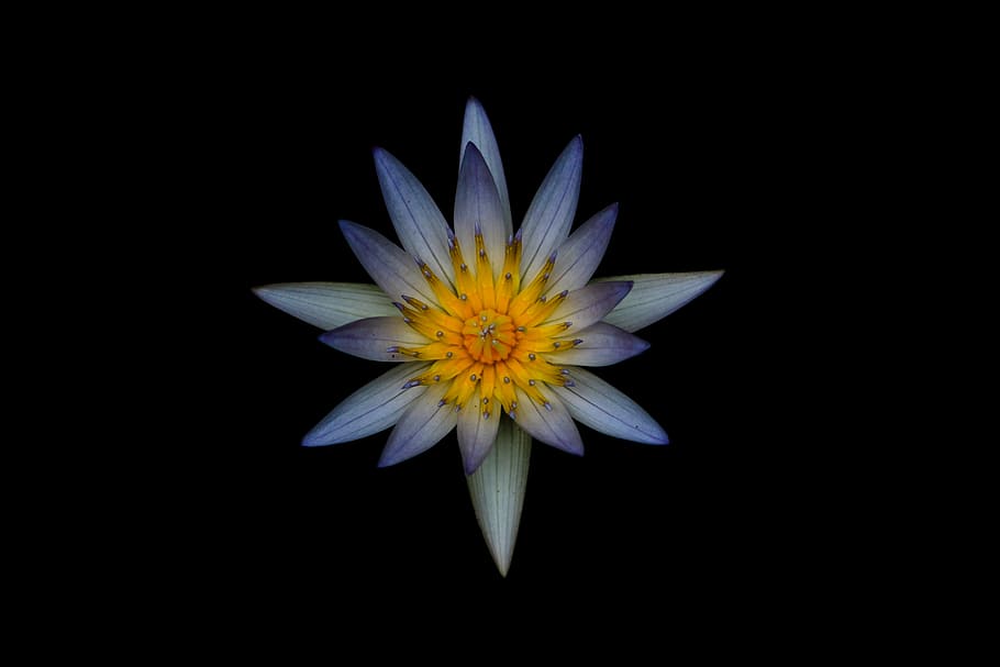 Grey and Yellow Petaled Flower, bloom, blossom, flora, HD wallpaper HD wallpaper