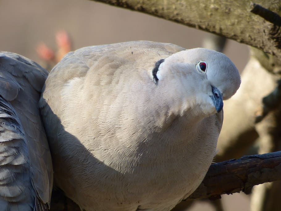 wild pigeon, turtle dove, view, animal themes, animal wildlife HD wallpaper