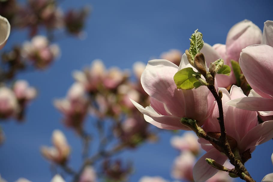 blossom, bloom, magnolia, tree, nature, beautiful, plant, flowering plant HD wallpaper