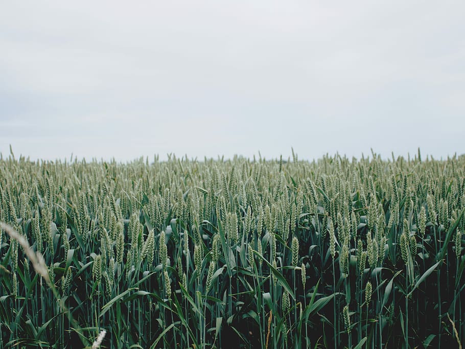 Wide corn fields, green wheat field, plant, crops, agriculture HD wallpaper