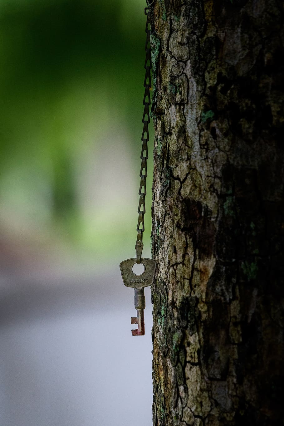 key, tree, chain, nature, bokeh, focus on foreground, trunk HD wallpaper