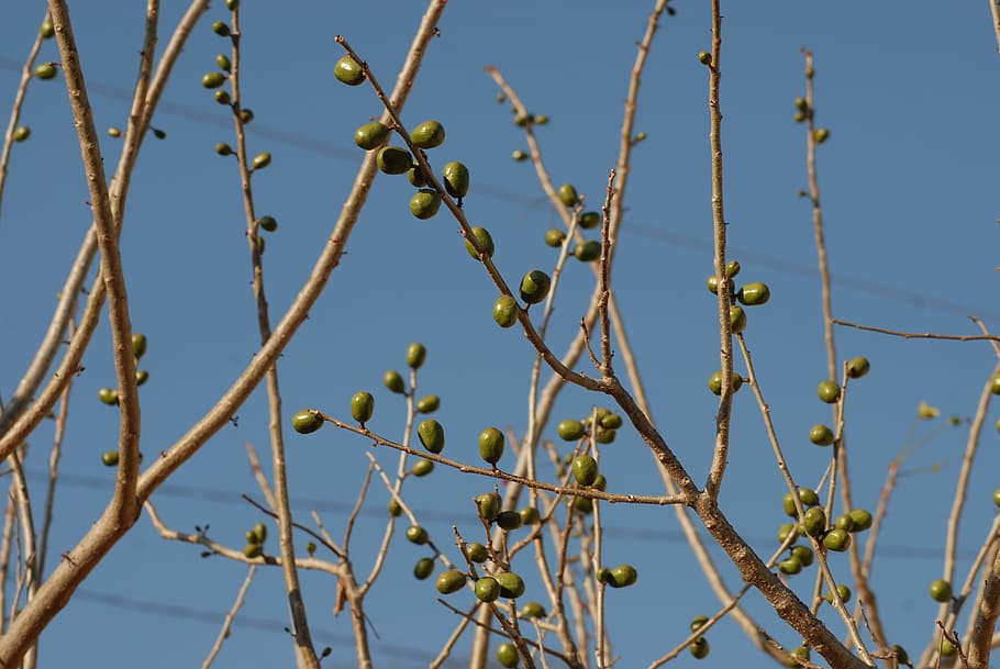 plum, branches, tree, plant, growth, nature, no people, sky HD wallpaper