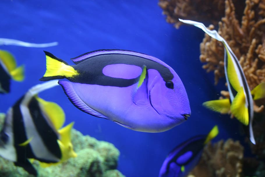 purple and black tang fish swimming underwater near corals, Marine Life