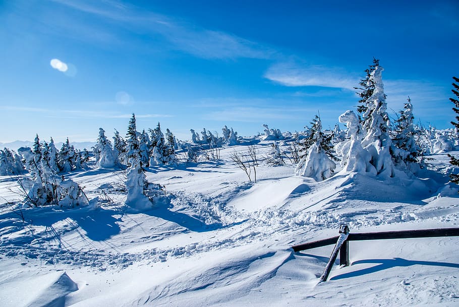 trees covered with snow, snow capped trees near wooden rail at daytime HD wallpaper