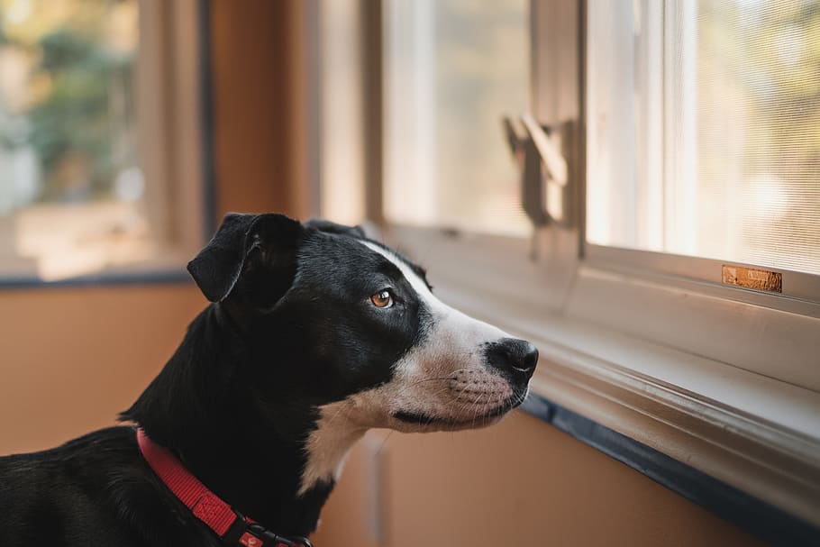 short-coated black and white dog, selective focus photography of short-coated black and white dog looking at the window HD wallpaper