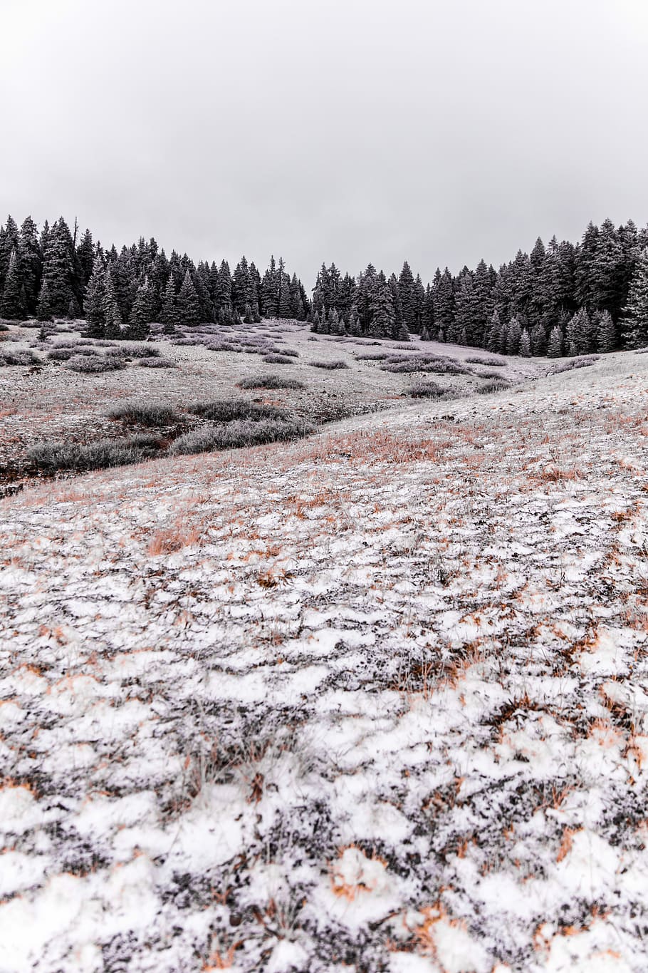 flower garden photography, snow-covered forest, mountain, landscape HD wallpaper