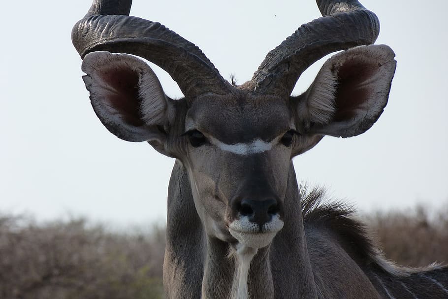 kudu, africa, wildlife photography, animal themes, one animal, HD wallpaper