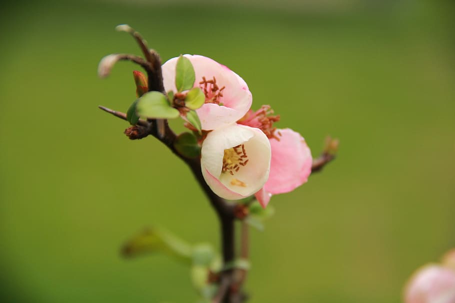 Flower, Scenery, Squid, the scenery, petal, flower head, nature HD wallpaper