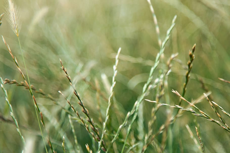 grass, green, fields, meadow, nature, summer, spring, lawn HD wallpaper
