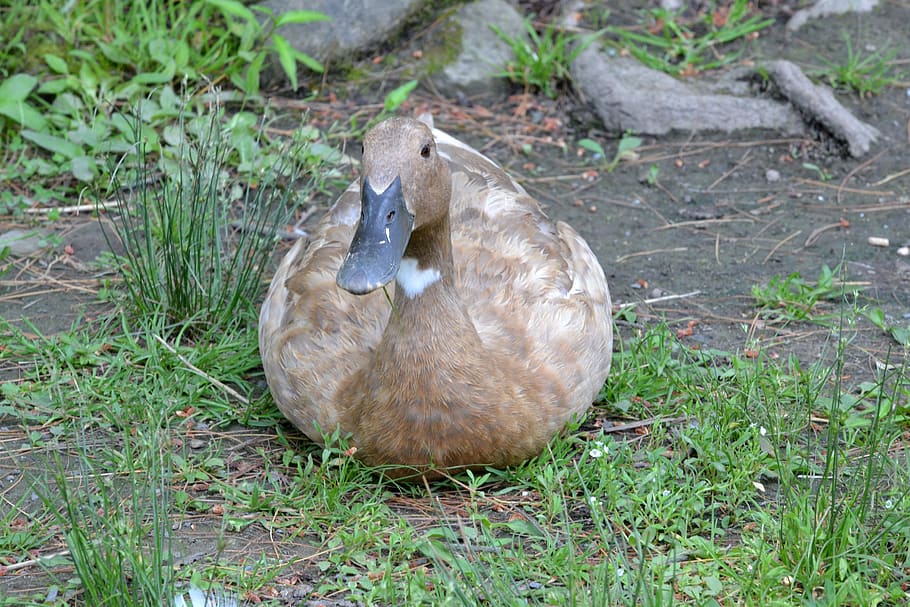 duck, resting, farm, nature, grass, vertebrate, animal, animal themes HD wallpaper