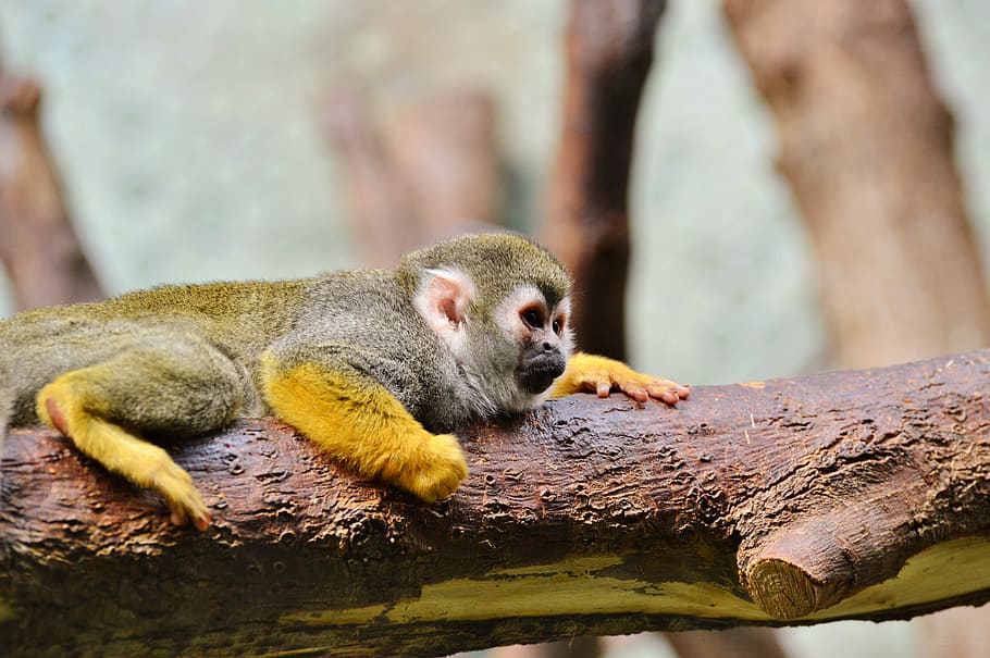 Monkey, Capuchins, äffchen, capuchin monkey, zoo, tierpark hellabrunn HD wallpaper