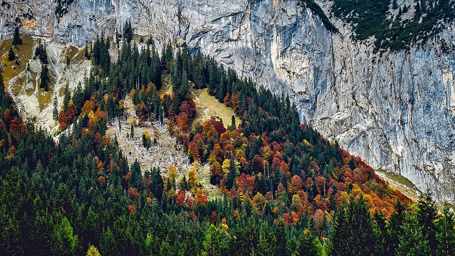 forest near gray mountain hill at daytime, austria, fall, autumn HD wallpaper